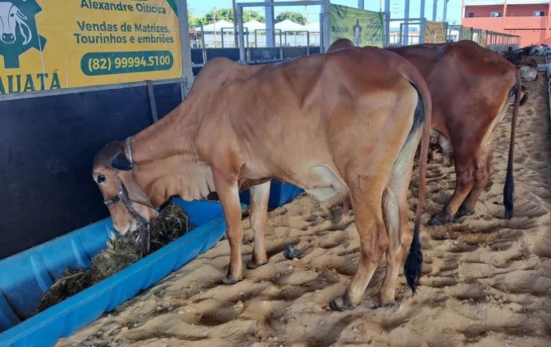 Expoagro 2024: animais começam a chegar ao Parque da Pecuária